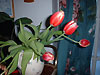 Tulips photograph